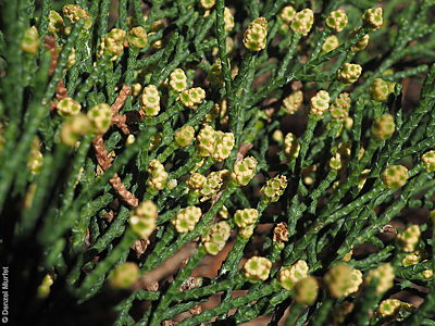 Cupressus macrocarpa f Denzel Murfet Mt Jagged